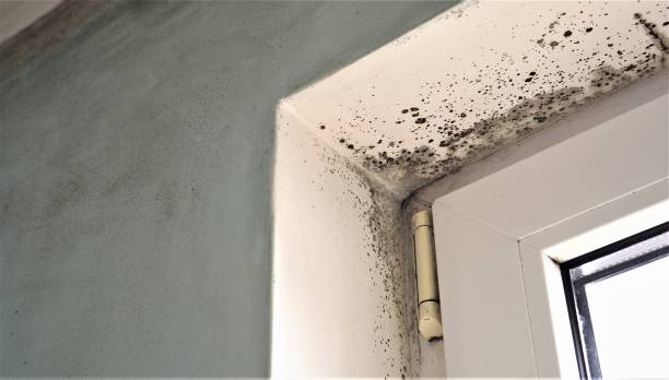 Best Post-Construction Mold Inspection  in Rexland Acres, CA