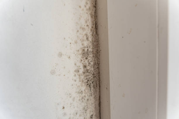 Best Forensic Mold Investigation  in Rexland Acres, CA